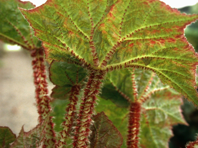 B. ‘Red Dragon’